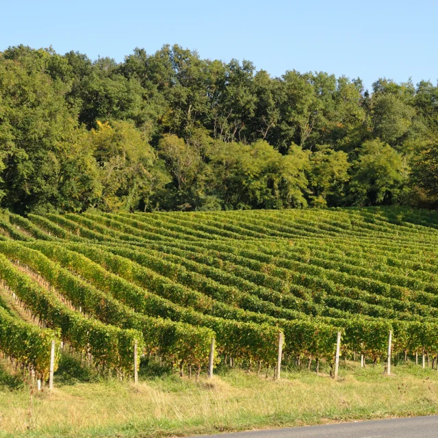 Reportage pour le Pays Adour Chalosse Tursan Octobre 2010.
Droits reservés soumis à Copyright et autorisation de publication ou d'utilisation