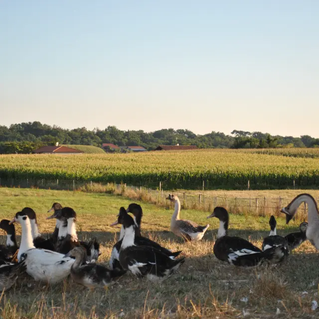 Canards des Landes dans les champs chalossais