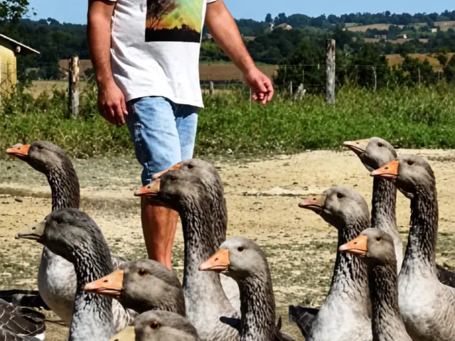 Benoit Juste Ferme Du Haza A Saint Aubin Les Oies 1
